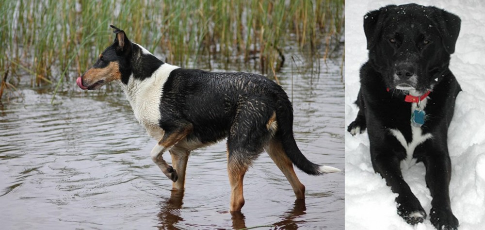 St. John's Water Dog vs Smooth Collie - Breed Comparison
