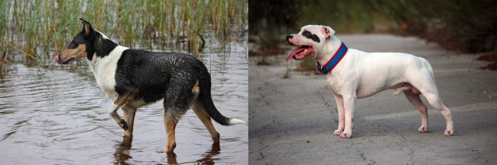 Staffordshire Bull Terrier vs Smooth Collie - Breed Comparison