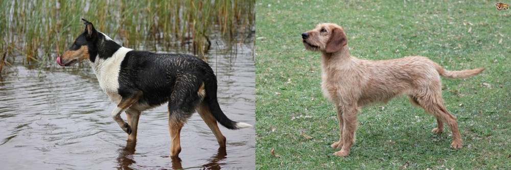 Styrian Coarse Haired Hound vs Smooth Collie - Breed Comparison