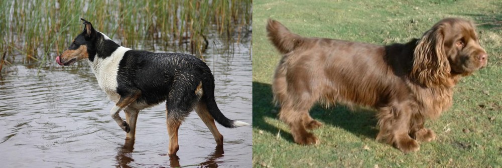 Sussex Spaniel vs Smooth Collie - Breed Comparison