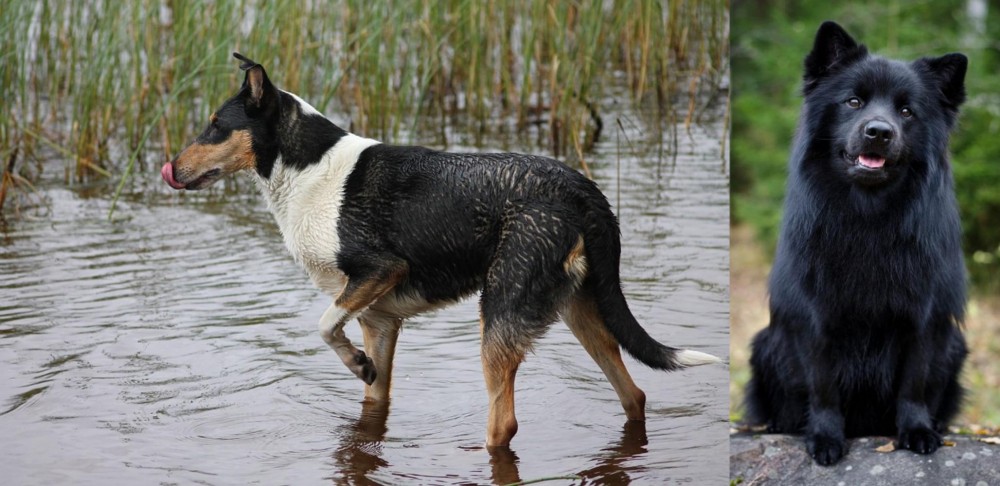 Swedish Lapphund vs Smooth Collie - Breed Comparison