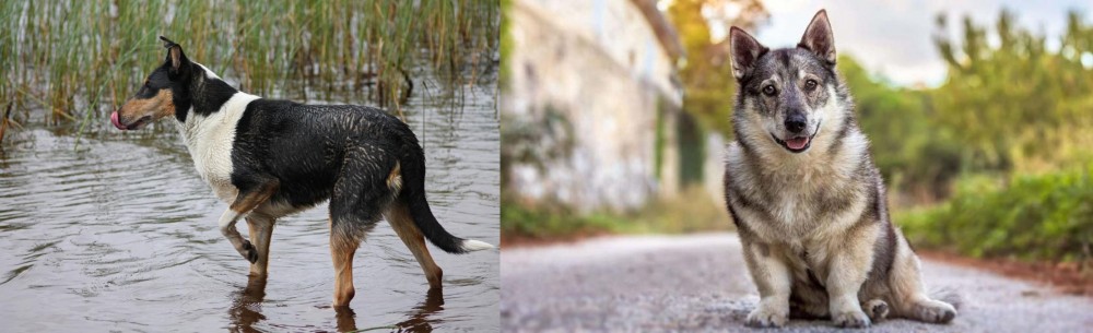 Swedish Vallhund vs Smooth Collie - Breed Comparison