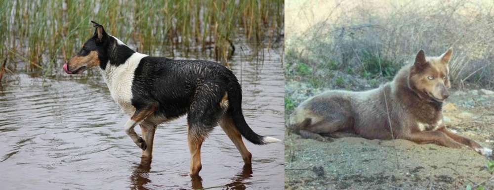 Tahltan Bear Dog vs Smooth Collie - Breed Comparison