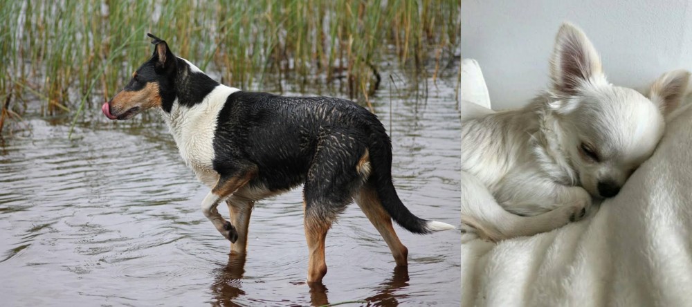Tea Cup Chihuahua vs Smooth Collie - Breed Comparison