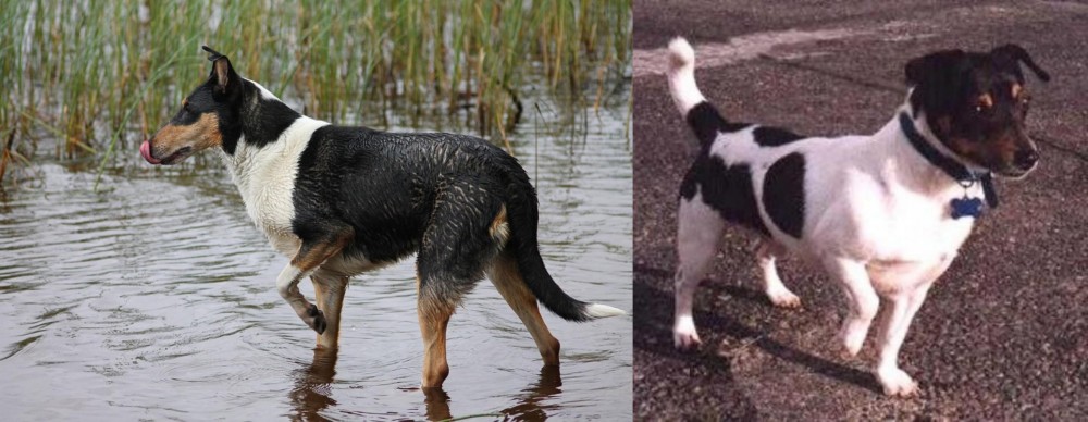 Teddy Roosevelt Terrier vs Smooth Collie - Breed Comparison