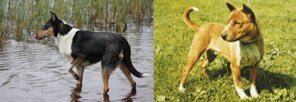 Telomian vs Smooth Collie - Breed Comparison