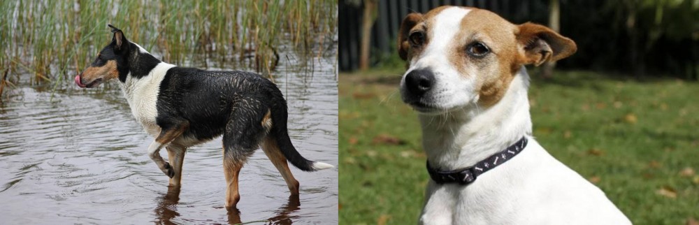 Tenterfield Terrier vs Smooth Collie - Breed Comparison