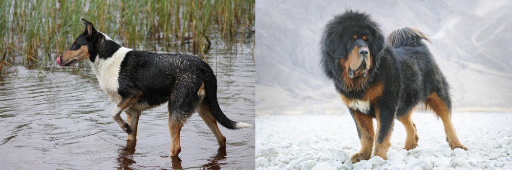 Tibetan Mastiff vs Smooth Collie - Breed Comparison