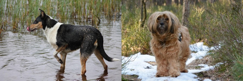 Tibetan Terrier vs Smooth Collie - Breed Comparison