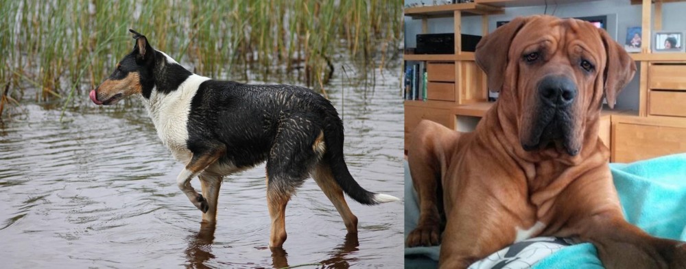 Tosa vs Smooth Collie - Breed Comparison