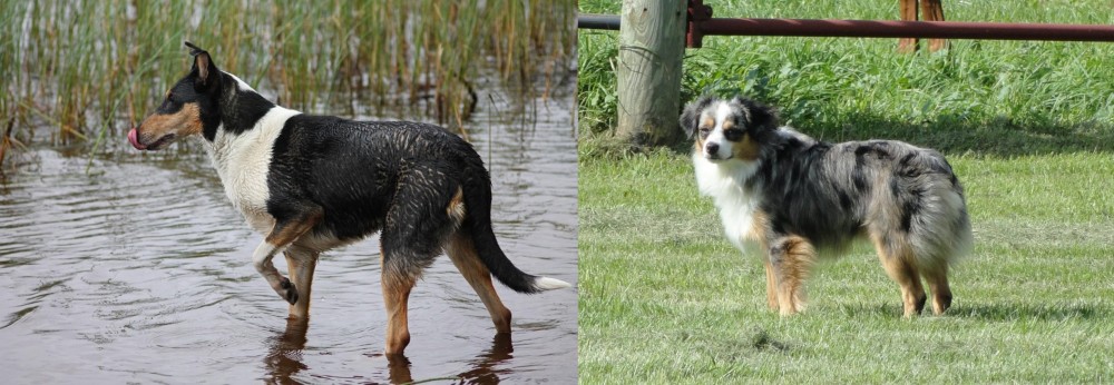 Toy Australian Shepherd vs Smooth Collie - Breed Comparison