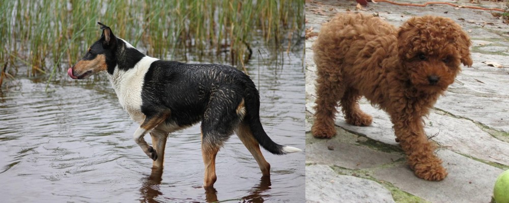 Toy Poodle vs Smooth Collie - Breed Comparison