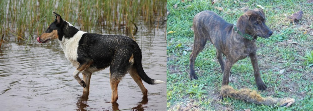 Treeing Cur vs Smooth Collie - Breed Comparison