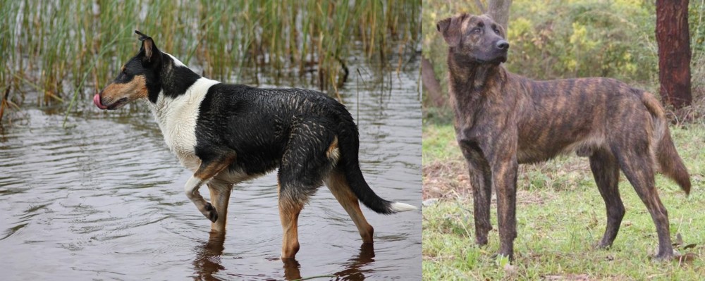 Treeing Tennessee Brindle vs Smooth Collie - Breed Comparison