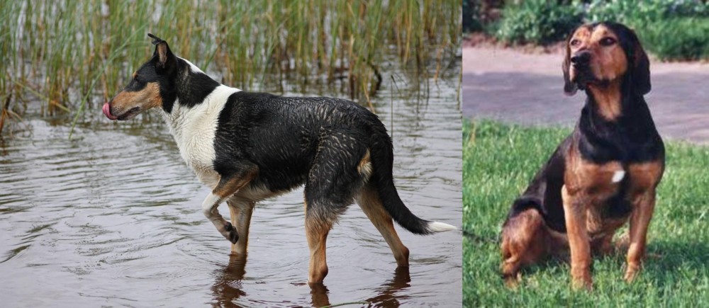 Tyrolean Hound vs Smooth Collie - Breed Comparison