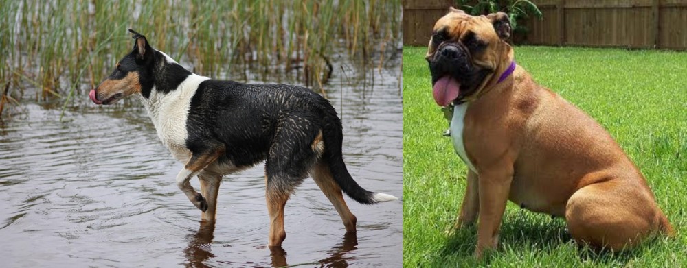 Valley Bulldog vs Smooth Collie - Breed Comparison