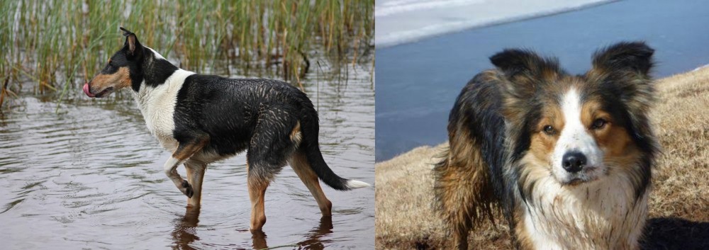 Welsh Sheepdog vs Smooth Collie - Breed Comparison
