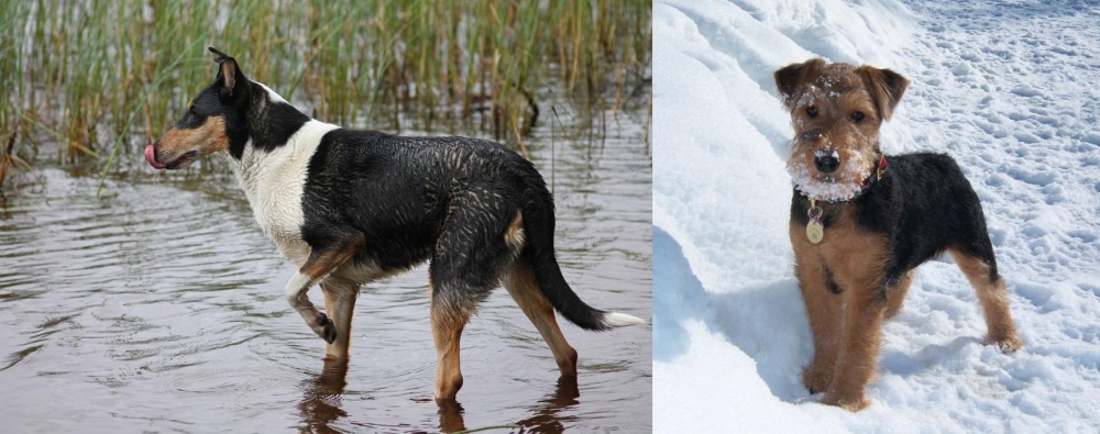 Welsh Terrier vs Smooth Collie - Breed Comparison