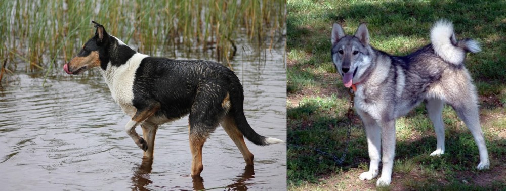 West Siberian Laika vs Smooth Collie - Breed Comparison