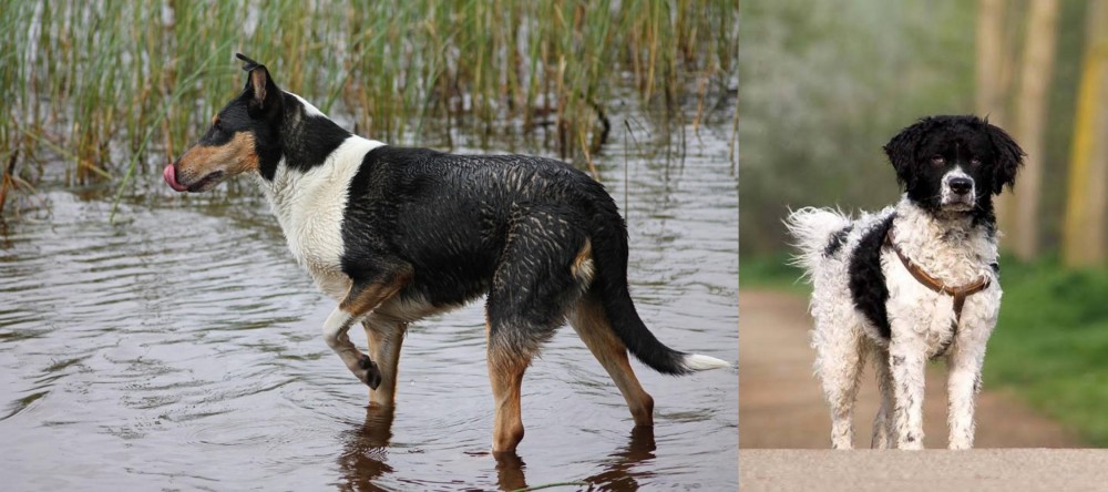 Wetterhoun vs Smooth Collie - Breed Comparison