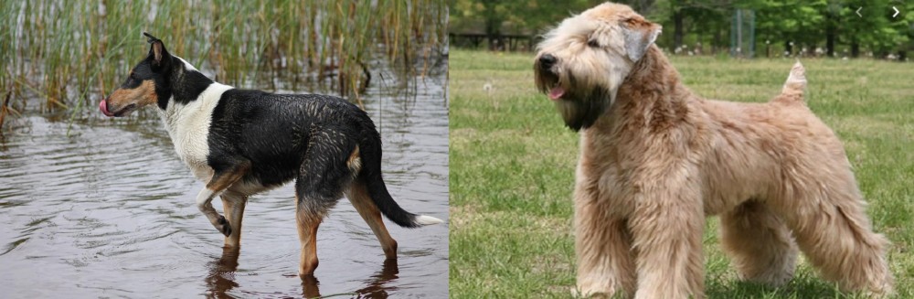 Wheaten Terrier vs Smooth Collie - Breed Comparison