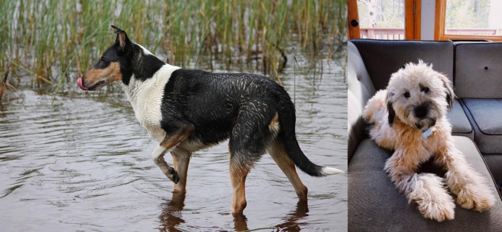 Whoodles vs Smooth Collie - Breed Comparison