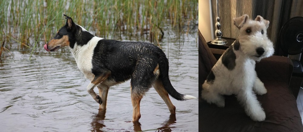 Wire Haired Fox Terrier vs Smooth Collie - Breed Comparison