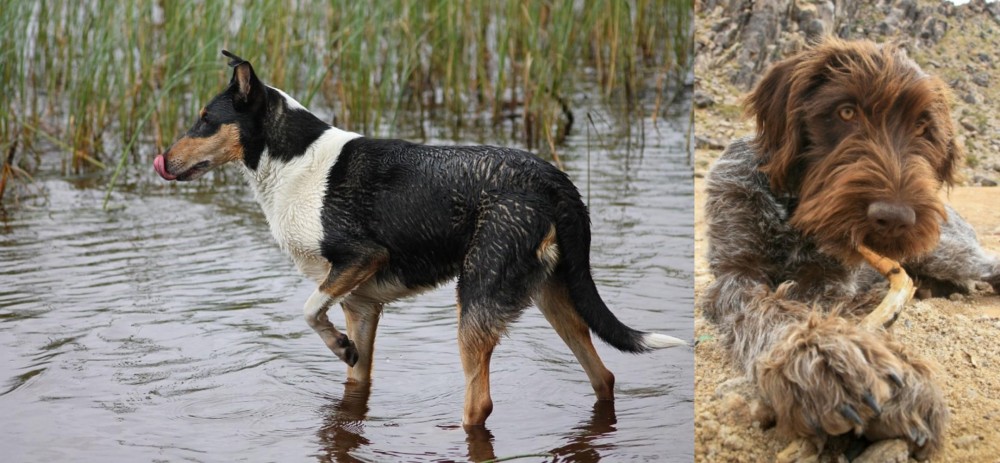 Wirehaired Pointing Griffon vs Smooth Collie - Breed Comparison