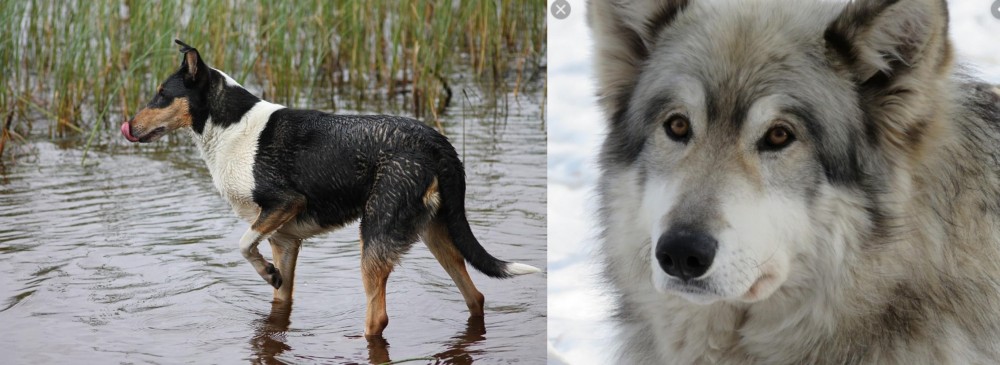 Wolfdog vs Smooth Collie - Breed Comparison