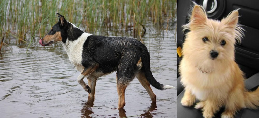 Yoranian vs Smooth Collie - Breed Comparison