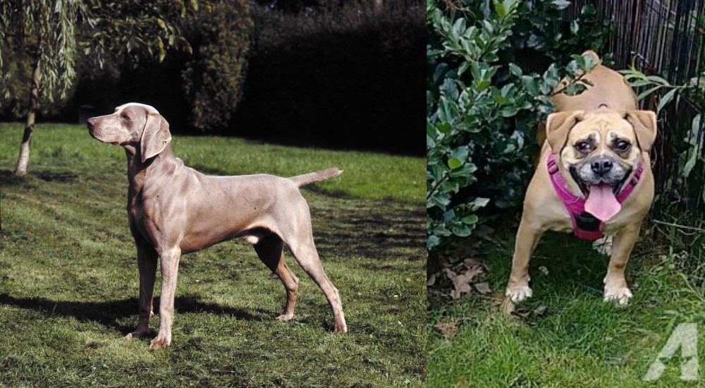 Beabull vs Smooth Haired Weimaraner - Breed Comparison