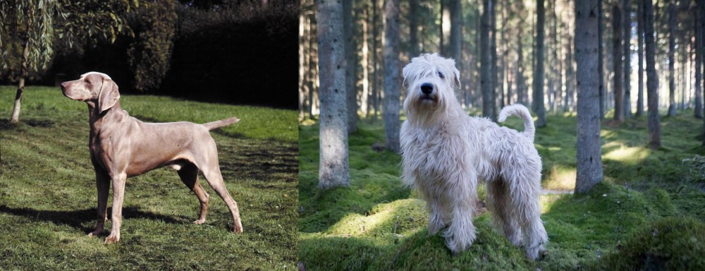 Soft-Coated Wheaten Terrier vs Smooth Haired Weimaraner - Breed Comparison