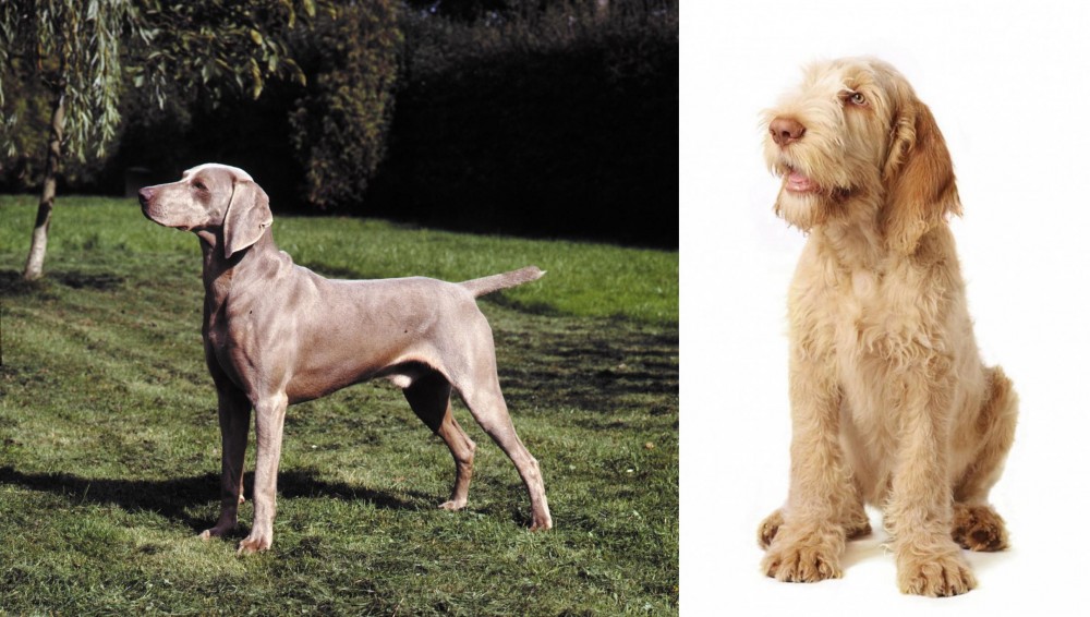Spinone Italiano vs Smooth Haired Weimaraner - Breed Comparison