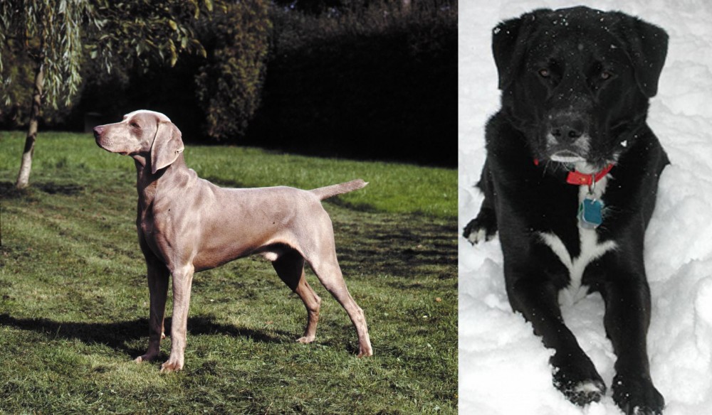 St. John's Water Dog vs Smooth Haired Weimaraner - Breed Comparison