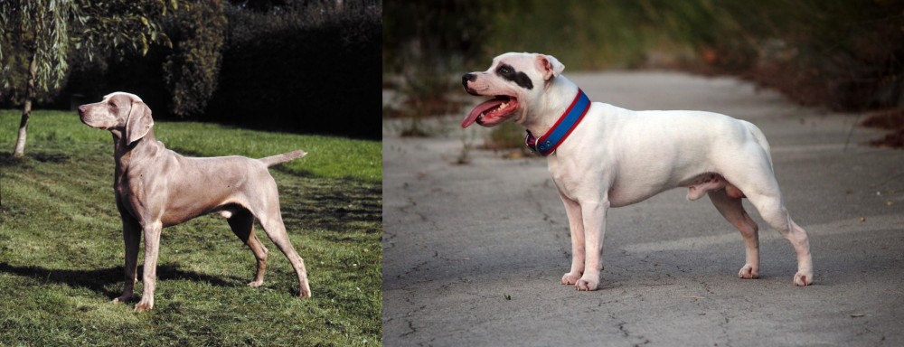 Staffordshire Bull Terrier vs Smooth Haired Weimaraner - Breed Comparison