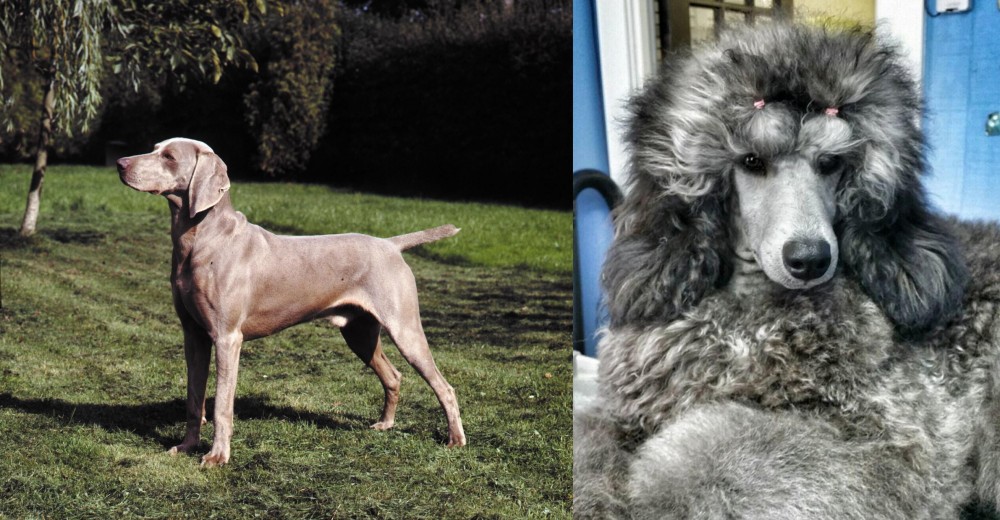 Standard Poodle vs Smooth Haired Weimaraner - Breed Comparison