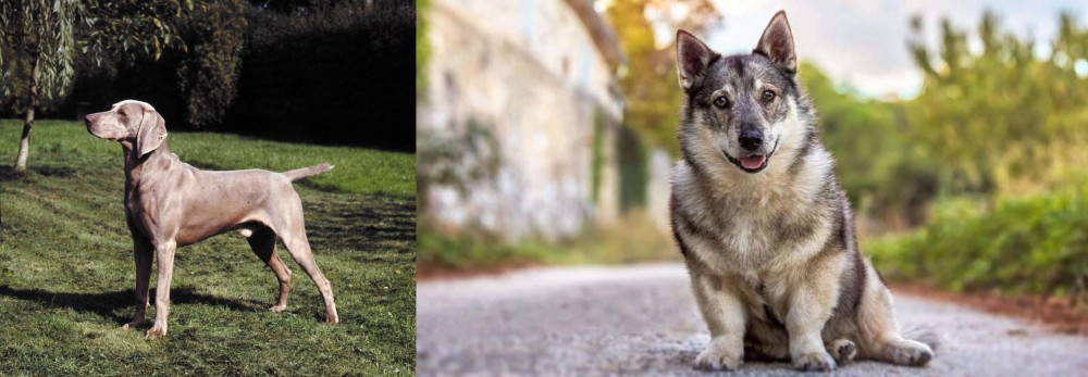 Swedish Vallhund vs Smooth Haired Weimaraner - Breed Comparison