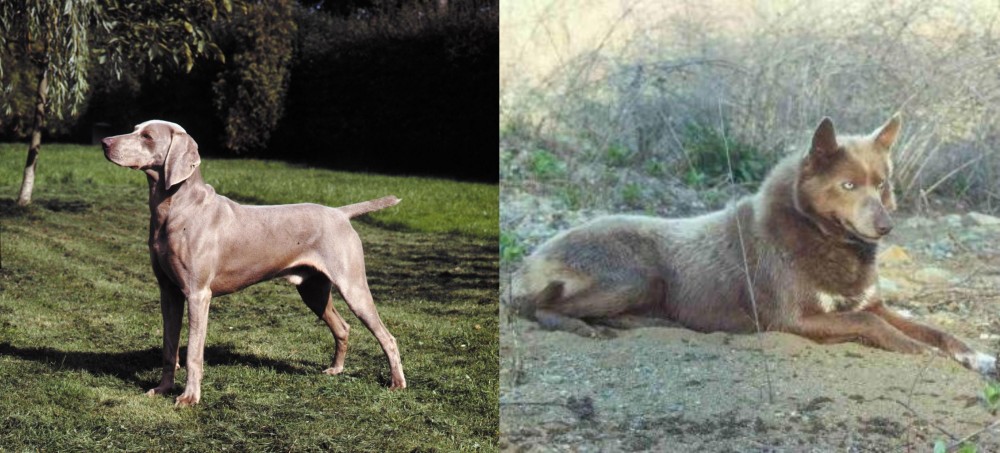 Tahltan Bear Dog vs Smooth Haired Weimaraner - Breed Comparison