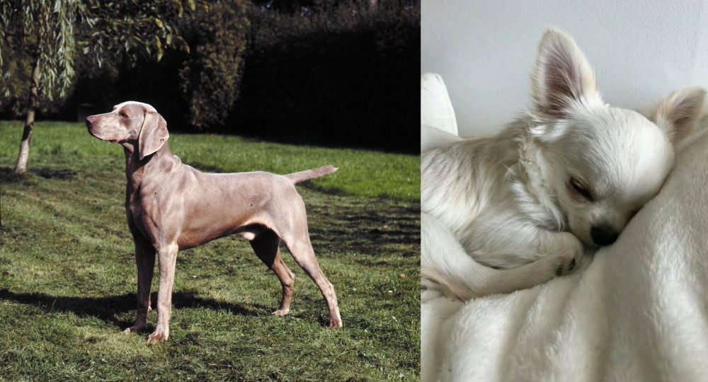 Tea Cup Chihuahua vs Smooth Haired Weimaraner - Breed Comparison