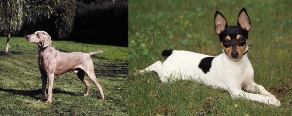 Toy Fox Terrier vs Smooth Haired Weimaraner - Breed Comparison