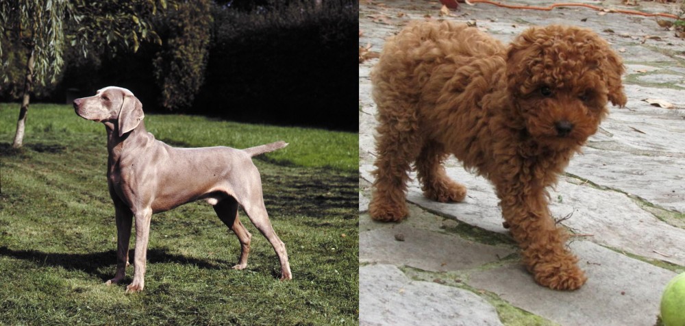 Toy Poodle vs Smooth Haired Weimaraner - Breed Comparison