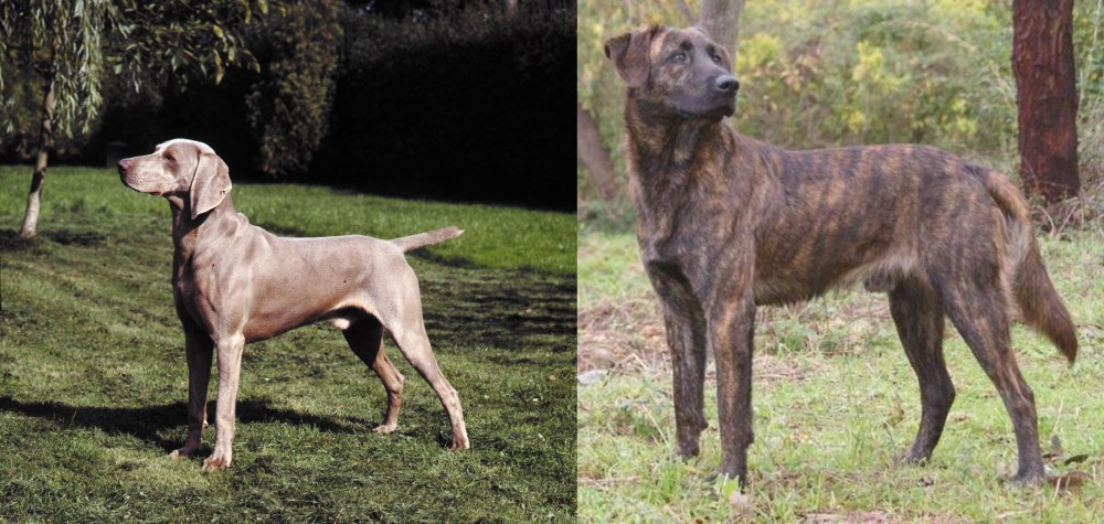 Treeing Tennessee Brindle vs Smooth Haired Weimaraner - Breed Comparison