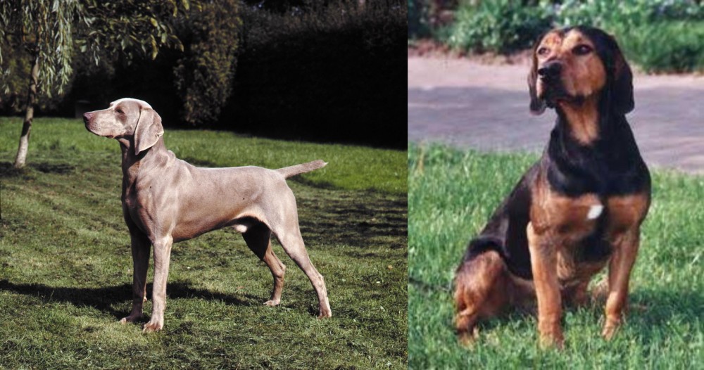 Tyrolean Hound vs Smooth Haired Weimaraner - Breed Comparison