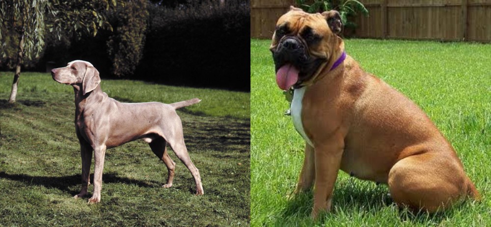 Valley Bulldog vs Smooth Haired Weimaraner - Breed Comparison