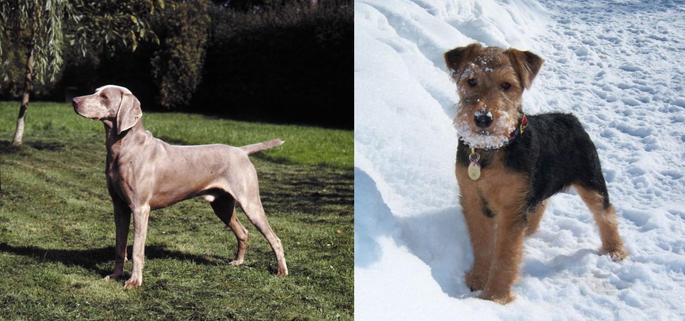 Welsh Terrier vs Smooth Haired Weimaraner - Breed Comparison