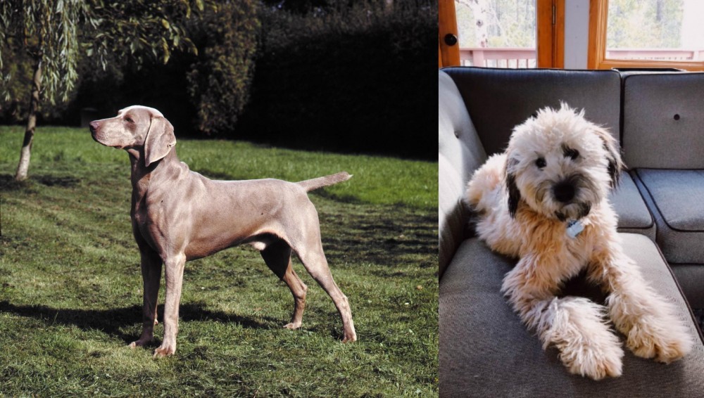 Whoodles vs Smooth Haired Weimaraner - Breed Comparison