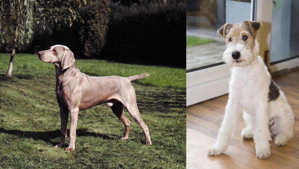 Wire Fox Terrier vs Smooth Haired Weimaraner - Breed Comparison