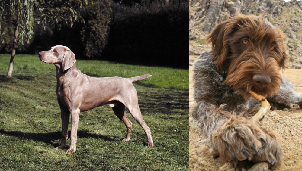 Wirehaired Pointing Griffon vs Smooth Haired Weimaraner - Breed Comparison