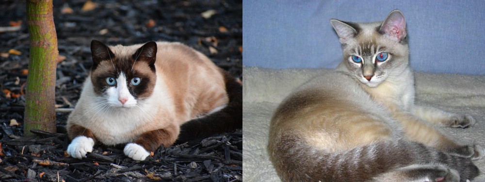 Tiger Cat vs Snowshoe - Breed Comparison