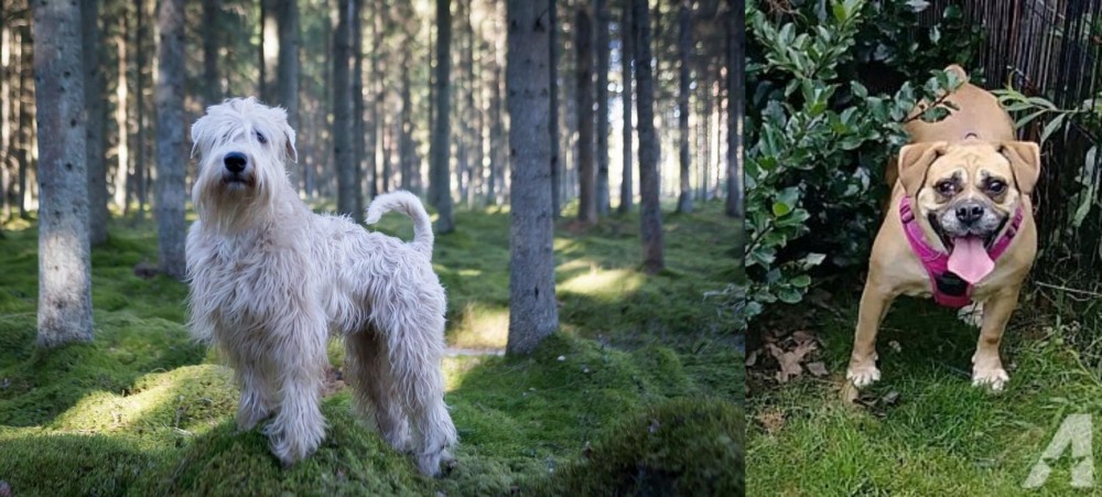 Beabull vs Soft-Coated Wheaten Terrier - Breed Comparison